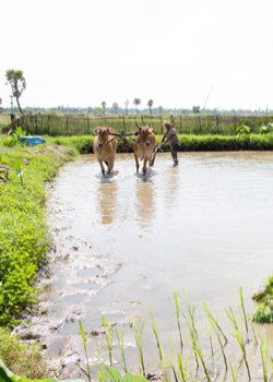 rice_field_1.jpg