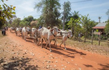 ox-cart ride2.jpg